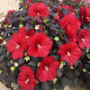 Hibiscus 'Holy Grail' PP31478 (4) 1-gallons