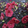 Hibiscus 'Holy Grail' PP31478 (4) 1-gallons