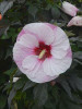 Hibiscus SUMMERIFIC 'Perfect Storm' PP27880 (4) 1-gallons