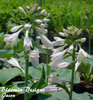 Hosta 'Blue Angel' (4) 1-gallons