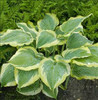 Hosta 'Seducer' PP22413 (4) 1-gallons