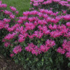 Monarda 'Electric Neon Pink' PP30347 (4) 1-gallons