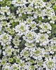 Iberis sempervirens 'Purity' (3.5 inch pot)