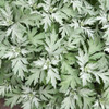 Artemisia 'Silver Lining' PPAF (20)ct Flat