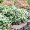 Silver Lining' - White Sagebrush - Artemisia hybrid