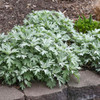 Artemisia 'Silver Lining' PPAF (20)ct Flat