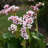 Bergenia 'Peppermint Patty' PPAF (20)ct Flat