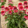 Echinacea 'Watermelon Sugar' PPAF (30)ct Flat