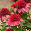 Echinacea 'Watermelon Sugar' PPAF (30)ct Flat