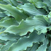 Hosta 'Wild Imagination' PP34269 (20)ct Flat