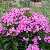 Phlox p. 'Prismatic Pink' PPAF (25) BR Plants