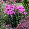 Phlox p. 'Prismatic Pink' PPAF (25) BR Plants