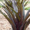 Eucomis??Â¨ Eucomis 'Purple Reign' PP35161 (25) BR