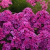 Phlox p. 'Material Girl' PPAF (25) BR Plants