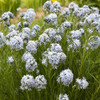 Amsonia 'String Theory' PP34419  (4) 1-gallons