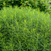 Amsonia 'String Theory' PP34419  (4) 1-gallons