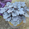 Heuchera 'Silver Gumdrop' PP29207  (4) 1-gallons