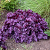 Heuchera 'Wildberry' PP31222 (4) 1-gallons