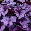 Heuchera 'Wildberry' PP31222 (4) 1-gallons