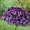 Heuchera 'Wildberry' PP31222 (4) 1-gallons