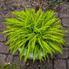 Hosta 'Party Streamers' PP33277 (4) 1-gallons