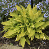 Hosta 'Time in a Bottle' PP33267 (4) 1-gallons