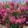 LAGERSTROEMIA Lagerstroemia 'Dark Roast' PP32954 (4) 1-gallons