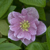 Helleborus 'Wedding Crasher' (20)ct Flat