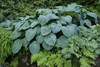 Hosta Blue Angel 10ct Quarts