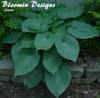 Hosta Blue Angel 10ct Quarts