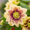 Helleborus 'Father of the Bride' (20)ct Flat