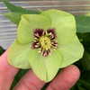 Helleborus 'Irish Luck'  (20)ct Flat