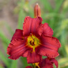 Hemerocallis 'Blazing Returns' PP28560 (25) BR Plants