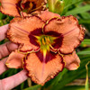 Hemerocallis 'Fearfully and Wonderfully Made' (25) BR Plants