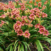 Hemerocallis 'Fearfully and Wonderfully Made' (25) BR Plants