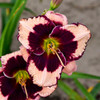 Hemerocallis 'Jane Trimmer' (25) BR Plants