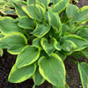 Hosta 'Lone Star' PP35134 (20)ct Flat