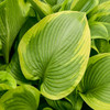 Hosta 'Lone Star' PP35134 (20)ct Flat