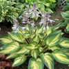 Hosta 'My Fair Lady' PP35524 (20)ct Flat