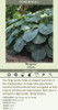 Hosta sieboldiana Elegans