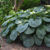 Hosta sieboldiana Elegans