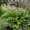 Hosta Fortunei Aureomarginata
Photos courtesy of Walters Gardens, Inc.