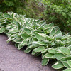 Hosta 'Francee' (25) BR Plants