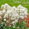 Thalictrum 'Cotton Ball' (20)ct Flat
