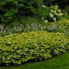 Hosta 'Golden Tiara' (25) BR Plants