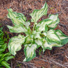 Hosta 'Frog in My Throat'  (20)ct Flat   Hosta 'Frog in My Throat'  (20)ct Flat