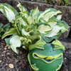Hosta 'Frog in My Throat'  (20)ct Flat   Hosta 'Frog in My Throat'  (20)ct Flat
