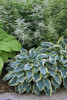 Hosta 'First Frost' (25) BR Plants   Hosta 'First Frost' (25) BR Plants