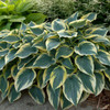 Hosta 'First Frost' (25) BR Plants   Hosta 'First Frost' (25) BR Plants