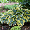 Hosta 'First Frost' (25) BR Plants   Hosta 'First Frost' (25) BR Plants